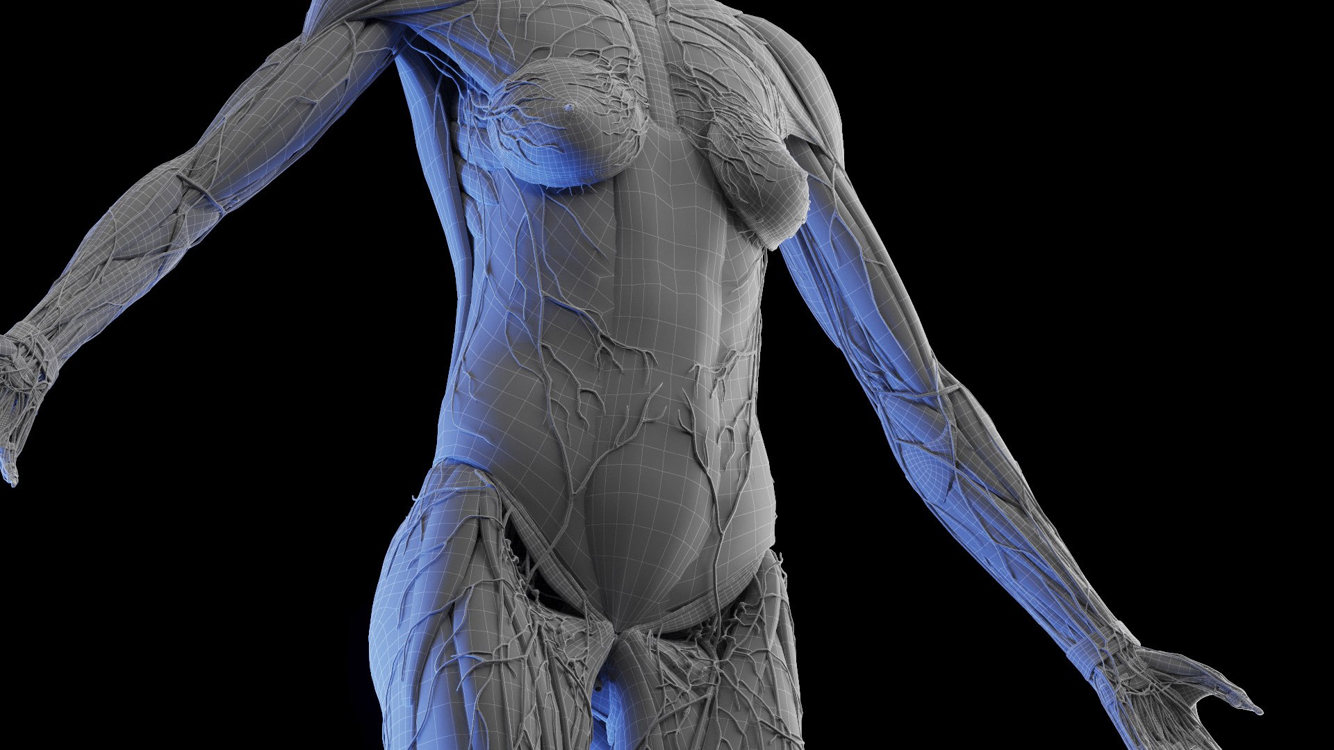 Complete Human Male and Female Anatomy Set2 3D https://p.turbosquid.com/ts-thumb/18/vISGzm/AU/female_anatomy_wire_13/jpg/1684432761/1920x1080/fit_q87/1123eb0717d7ccd80fd8705b8e1944f6070edd0b/female_anatomy_wire_13.jpg