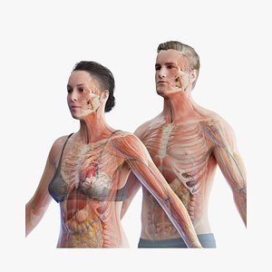 Complete Human Male and Female Anatomy Set2(1)