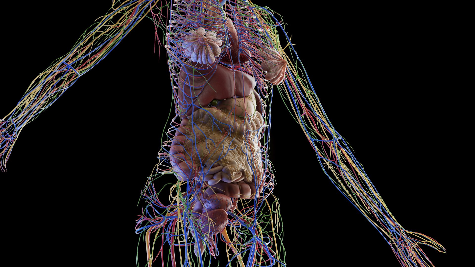 Complete Human Male and Female Anatomy Set2 3D https://p.turbosquid.com/ts-thumb/18/vISGzm/G6/female_anatomy_prod_38/jpg/1684432604/1920x1080/fit_q87/20e15ecf707f65048a32a1a46c9a441c60b5ecb5/female_anatomy_prod_38.jpg