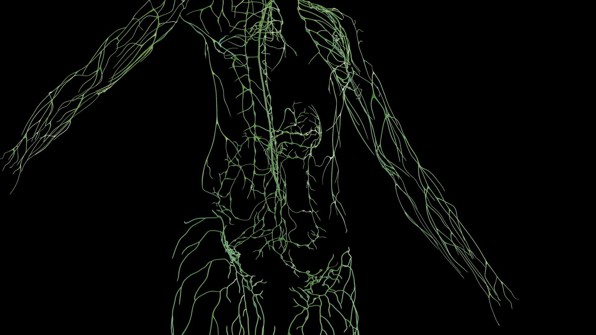 Complete Human Male and Female Anatomy Set2 3D https://p.turbosquid.com/ts-thumb/18/vISGzm/IO/female_anatomy_prod_46/jpg/1684432609/1920x1080/fit_q87/9cb2b3366c77ca48aeb409e4f1b321b71ab659c1/female_anatomy_prod_46.jpg