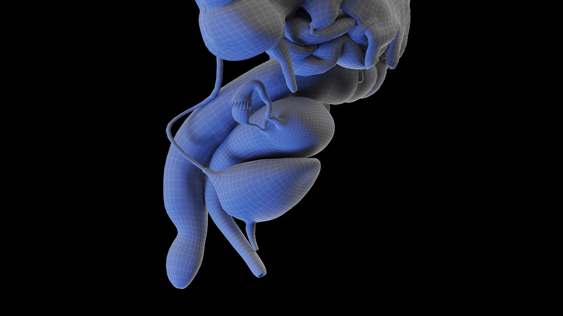 Complete Human Male and Female Anatomy Set2 3D https://p.turbosquid.com/ts-thumb/18/vISGzm/JC/female_anatomy_wire_30/jpg/1684432770/1920x1080/fit_q87/fddb5642dd3b130968fb6faa56d243813be36f3c/female_anatomy_wire_30.jpg