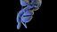 Complete Human Male and Female Anatomy Set2(1)