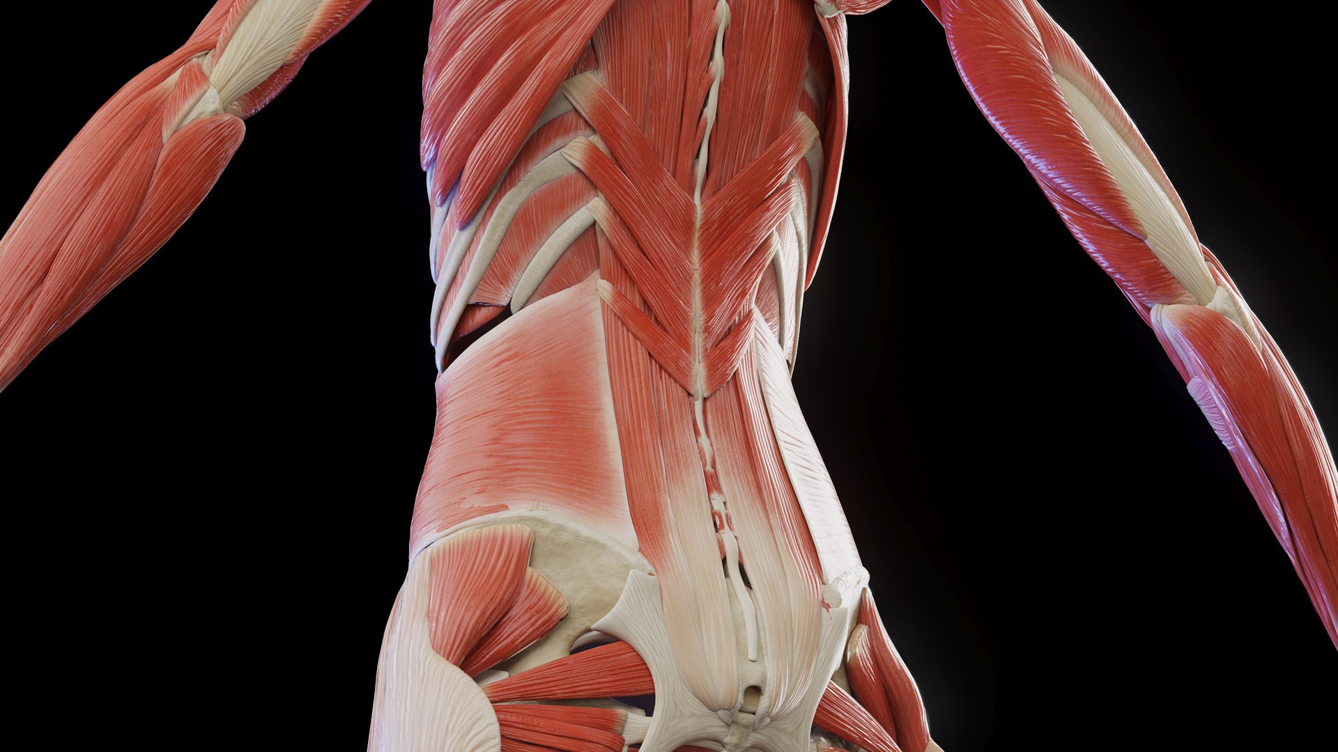 Complete Human Male and Female Anatomy Set2 3D https://p.turbosquid.com/ts-thumb/18/vISGzm/Ks/female_anatomy_prod_41/jpg/1684432606/1920x1080/fit_q87/4bbc5bbcb6ee475eae5585ff8ad6a54cd3fc4704/female_anatomy_prod_41.jpg