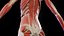 Complete Human Male and Female Anatomy Set2(1)