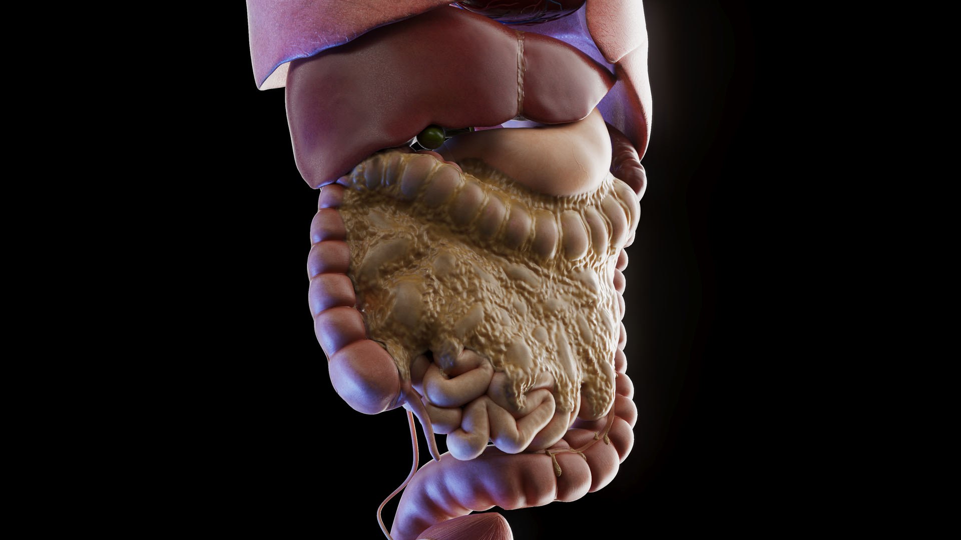 Complete Human Male and Female Anatomy Set2 3D https://p.turbosquid.com/ts-thumb/18/vISGzm/MI/male_anatomy_prod_62/jpg/1684433157/1920x1080/fit_q87/a20f3127332dad22e98b8756c1fbf85e2e2ed70b/male_anatomy_prod_62.jpg
