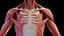 Complete Human Male and Female Anatomy Set2(1)
