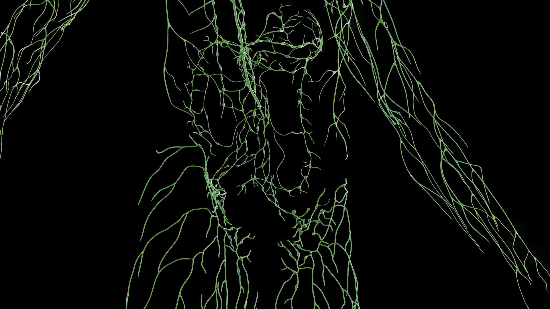 Complete Human Male and Female Anatomy Set2 3D https://p.turbosquid.com/ts-thumb/18/vISGzm/Uf/male_anatomy_prod_39/jpg/1684433145/1920x1080/fit_q87/d28c14abc52f28c7912729cd5e8ab7000adf973a/male_anatomy_prod_39.jpg