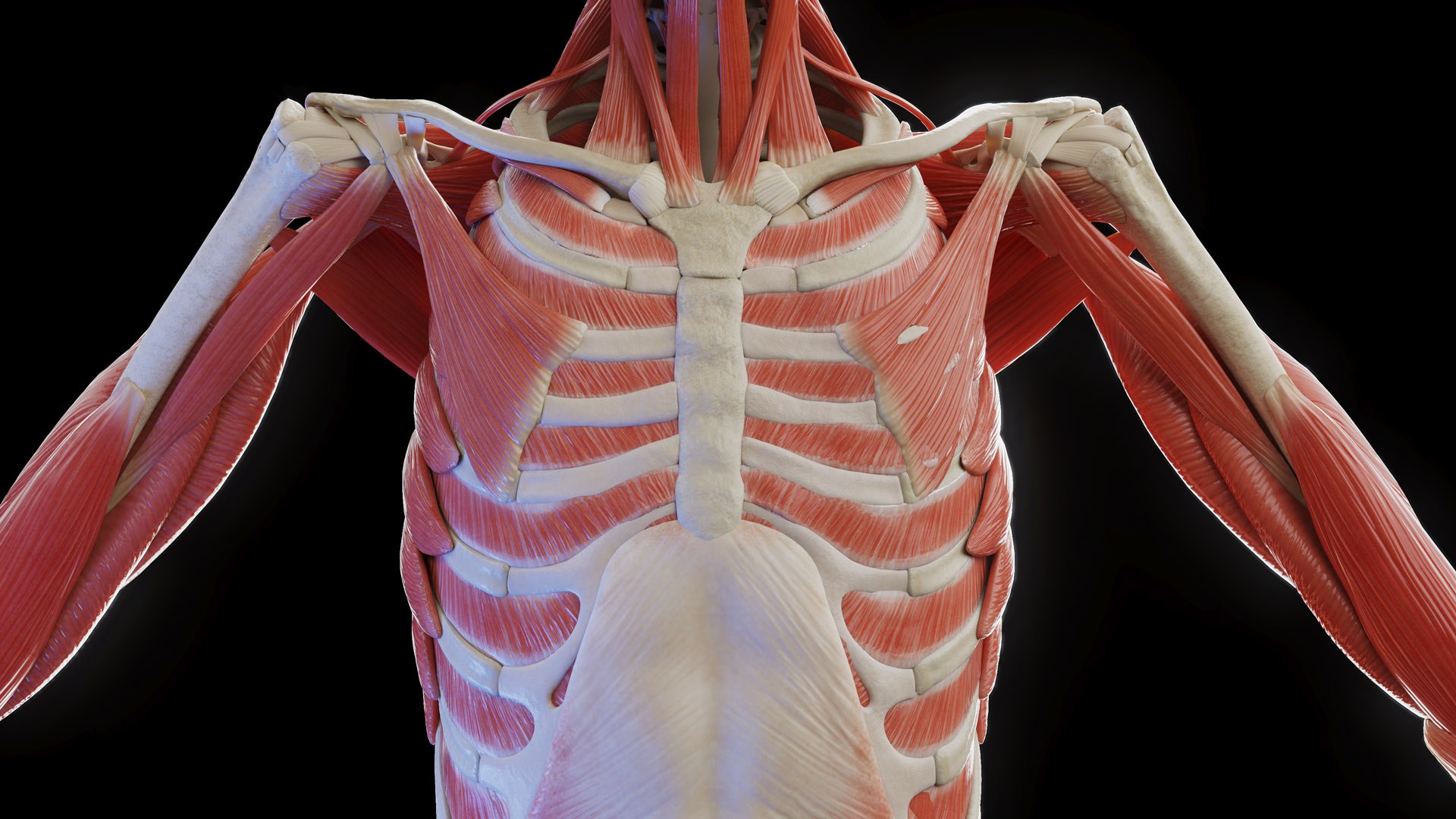 Complete Human Male and Female Anatomy Set2 3D https://p.turbosquid.com/ts-thumb/18/vISGzm/Vf/female_anatomy_prod_62/jpg/1684432617/1920x1080/fit_q87/217078e6459fe0151a2bd5203ee452aa5c5740b6/female_anatomy_prod_62.jpg