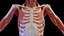 Complete Human Male and Female Anatomy Set2(1)