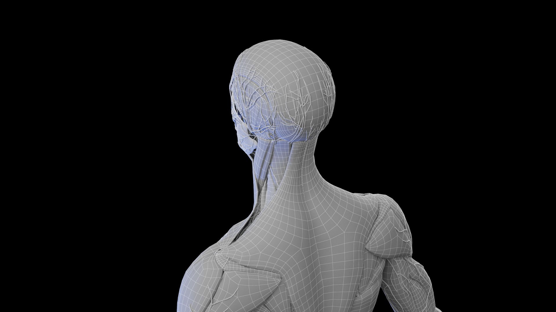 Complete Human Male and Female Anatomy Set2 3D https://p.turbosquid.com/ts-thumb/18/vISGzm/ZR/male_anatomy_wire_06/jpg/1684433327/1920x1080/fit_q87/5ee6e1df04be06e25f7eeb59fedc9e1251a5d94d/male_anatomy_wire_06.jpg