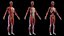 Complete Human Male and Female Anatomy Set2(1)