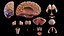 Complete Human Male and Female Anatomy Set2(1)
