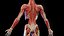 Complete Human Male and Female Anatomy Set2(1)