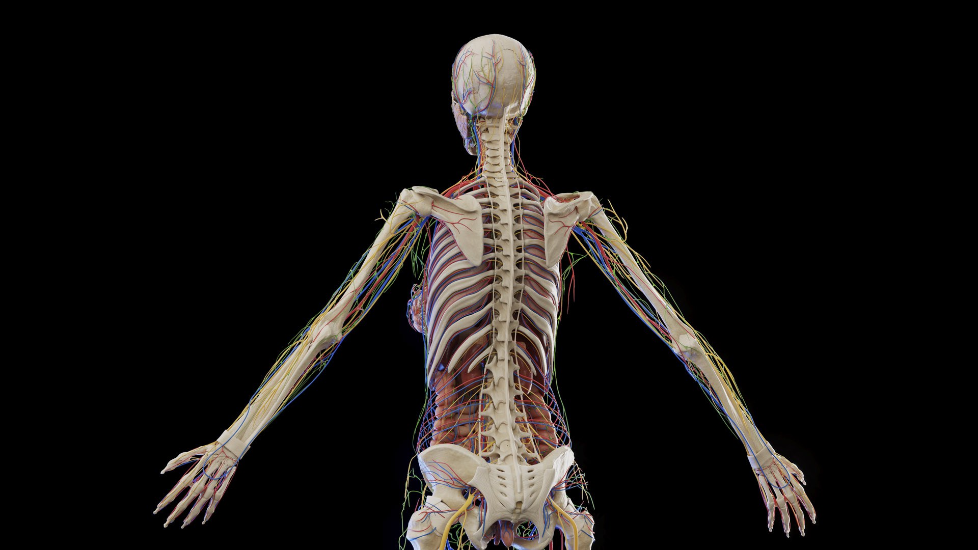 Complete Human Male and Female Anatomy Set2 3D https://p.turbosquid.com/ts-thumb/18/vISGzm/lI/female_anatomy_prod_26/jpg/1684432598/1920x1080/fit_q87/2aef1ebd2cadf494f941eef802bd183d56674cf0/female_anatomy_prod_26.jpg