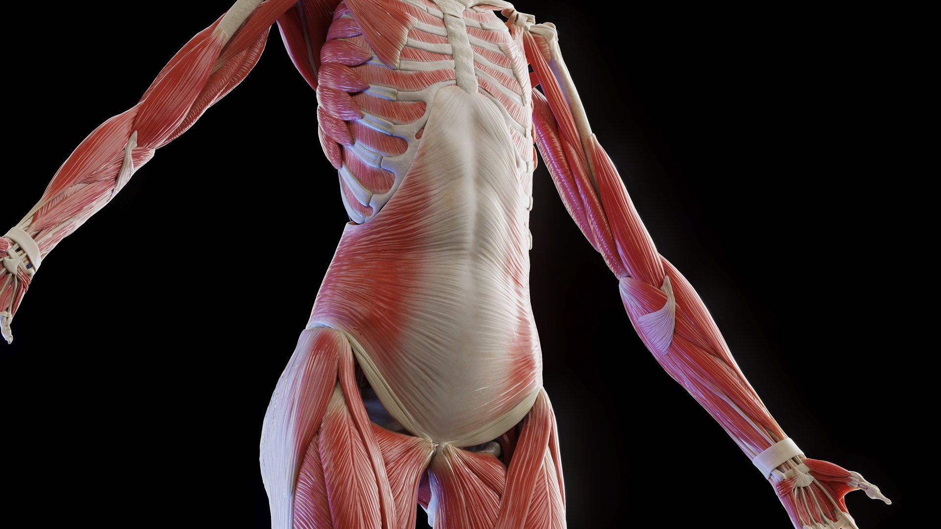 Complete Human Male and Female Anatomy Set2 3D https://p.turbosquid.com/ts-thumb/18/vISGzm/m7/female_anatomy_prod_40/jpg/1684432605/1920x1080/fit_q87/5409c45b95767c6b57a3d6c6877a9ebe1870f012/female_anatomy_prod_40.jpg