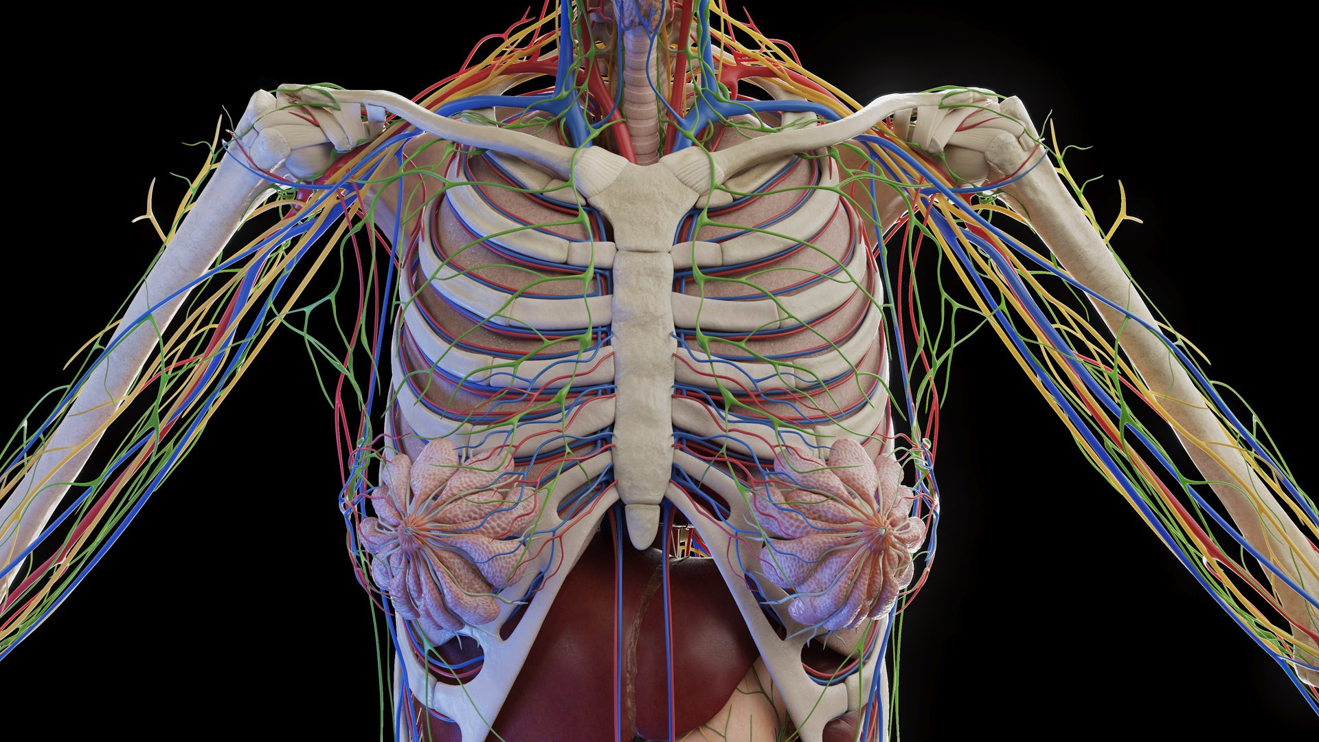 Complete Human Male and Female Anatomy Set2 3D https://p.turbosquid.com/ts-thumb/18/vISGzm/no/female_anatomy_prod_59/jpg/1684432616/1920x1080/fit_q87/96818f484d3ff5ff30b50bd71cd9526639faafd9/female_anatomy_prod_59.jpg