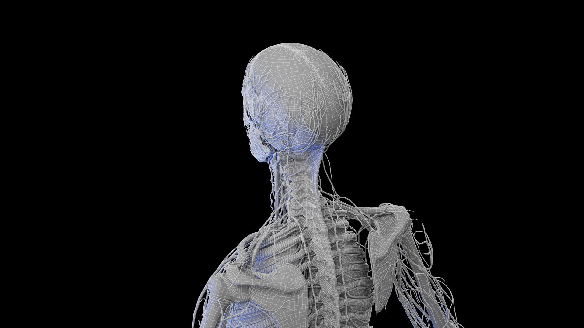 Complete Human Male and Female Anatomy Set2 3D https://p.turbosquid.com/ts-thumb/18/vISGzm/qB/male_anatomy_wire_16/jpg/1684433332/1920x1080/fit_q87/7f90b89a0aa3cb880f5d7075df656c36578fc1e0/male_anatomy_wire_16.jpg