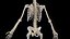Complete Human Male and Female Anatomy Set2(1)
