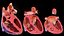 Complete Human Male and Female Anatomy Set2(1)