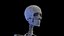 Complete Human Male and Female Anatomy Set2(1)