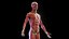 Complete Human Male and Female Anatomy Set2(1)