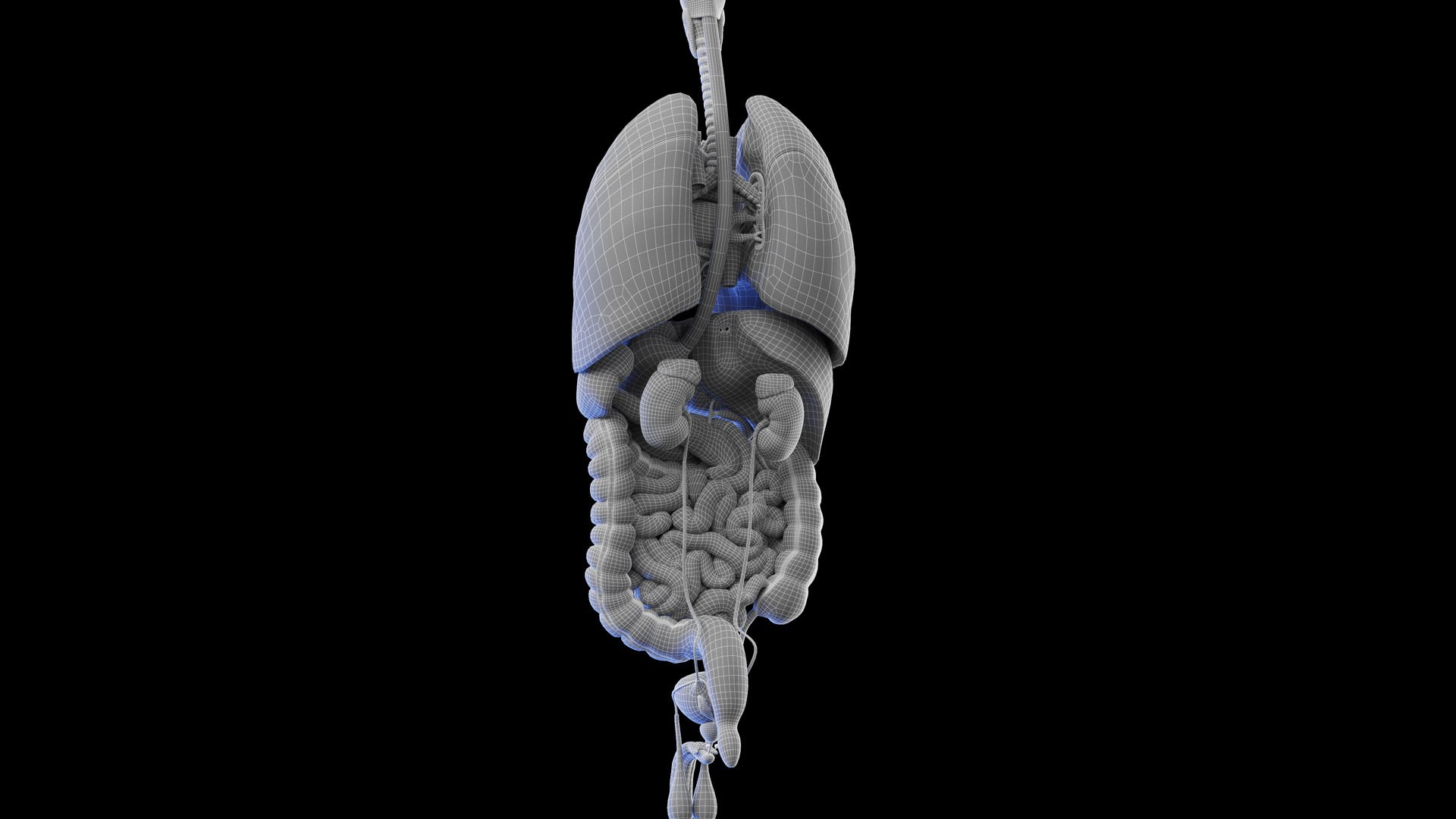Complete Human Male and Female Anatomy Set2 3D https://p.turbosquid.com/ts-thumb/18/vISGzm/xI/male_anatomy_wire_33/jpg/1684433341/1920x1080/fit_q87/378cc6abad42e24cb296b64aecae347be2f02895/male_anatomy_wire_33.jpg