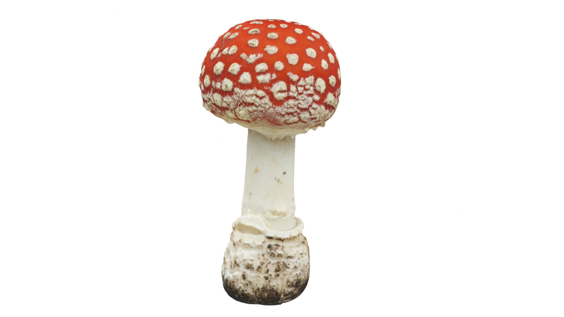 Toadstool Set 3D Model - TurboSquid 1805680