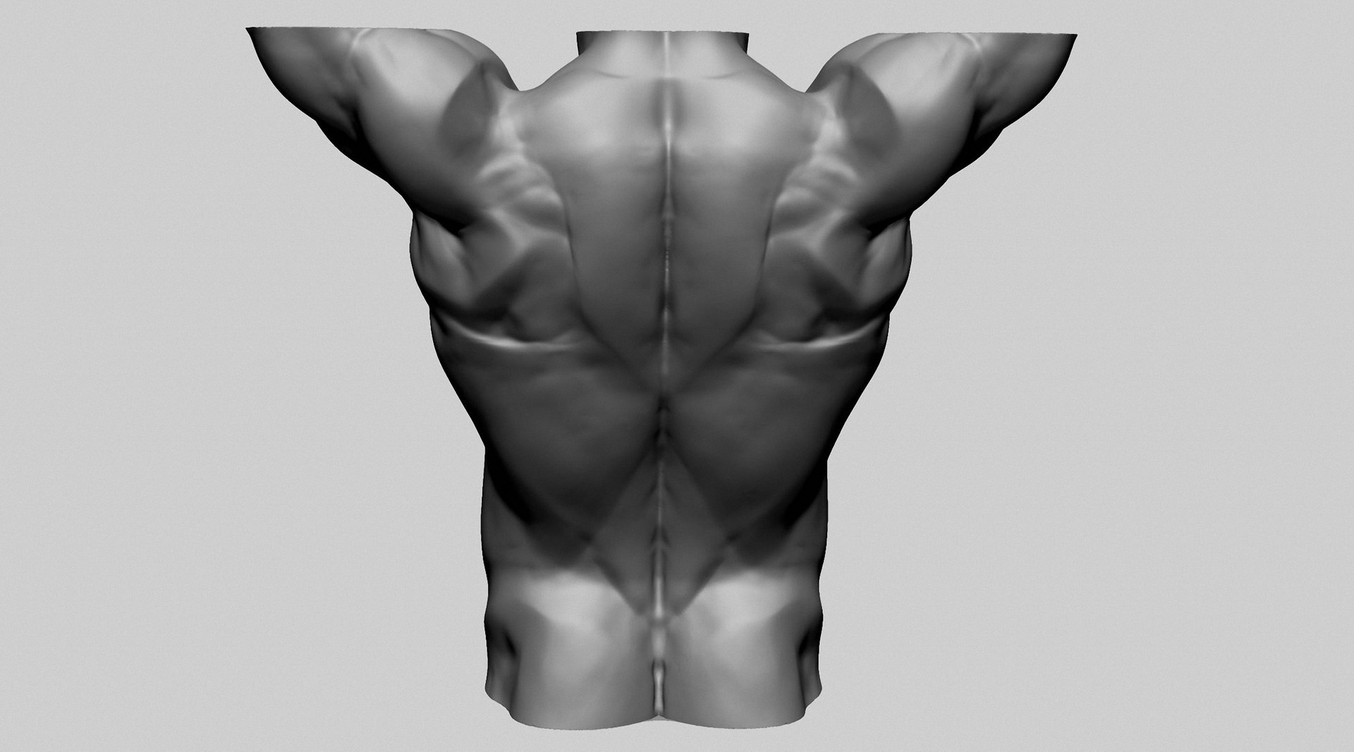 3D Base Male Torso D Model - TurboSquid 2198871