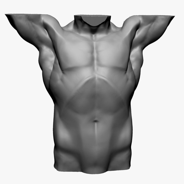 modelo 3d Torso masculino base D - TurboSquid 2198871