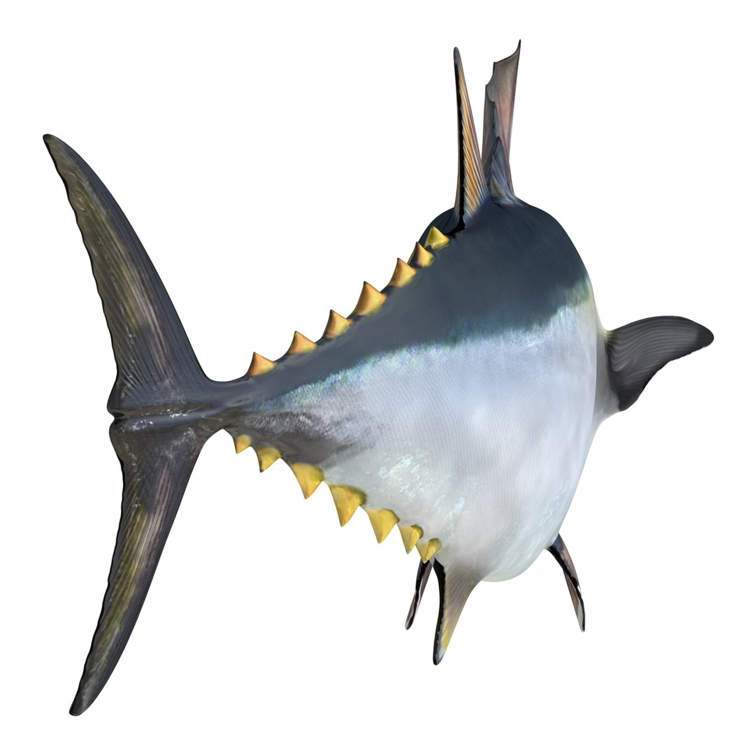 tuna fish pose 2 3d model https://p.turbosquid.com/ts-thumb/19/Cbh1k9/0zfWpZEz/tunafish3ds3dmodel13/jpg/1461569254/1920x1080/fit_q87/f2d75f721d7b72e885853eb36ca9d4d519f94f56/tunafish3ds3dmodel13.jpg