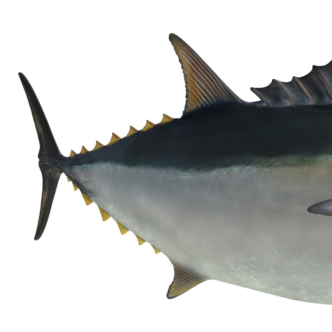 tuna fish pose 2 3d model https://p.turbosquid.com/ts-thumb/19/Cbh1k9/15gk7v5j/tunafish3ds3dmodel26/jpg/1461569254/1920x1080/fit_q87/8ea050c2a6ce3a80b80da13c6da810f9b8ce8d28/tunafish3ds3dmodel26.jpg
