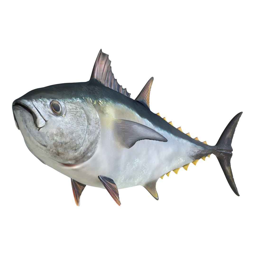 tuna fish pose 2 3d model https://p.turbosquid.com/ts-thumb/19/Cbh1k9/2fhWpCWA/tunafish3ds3dmodel02/jpg/1461569253/1920x1080/fit_q87/1996943652680c3994464c191601dafff76cdbe1/tunafish3ds3dmodel02.jpg