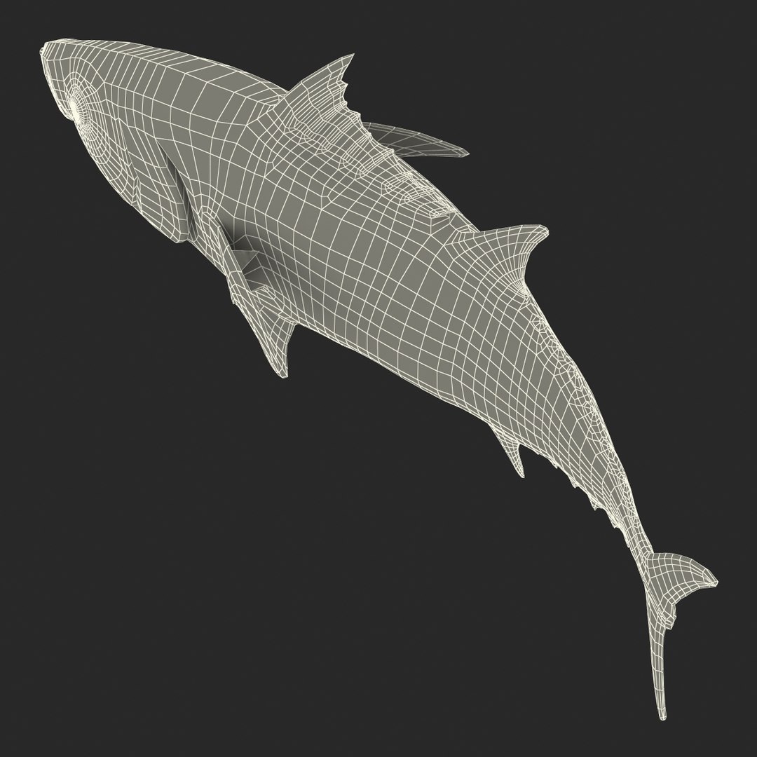 tuna fish pose 2 3d model https://p.turbosquid.com/ts-thumb/19/Cbh1k9/5IctPK1M/tunafish3ds3dmodel35/jpg/1461569255/1920x1080/fit_q87/87cd097cb1fabee9bb8ce1135a4faf2b89f1d8ea/tunafish3ds3dmodel35.jpg
