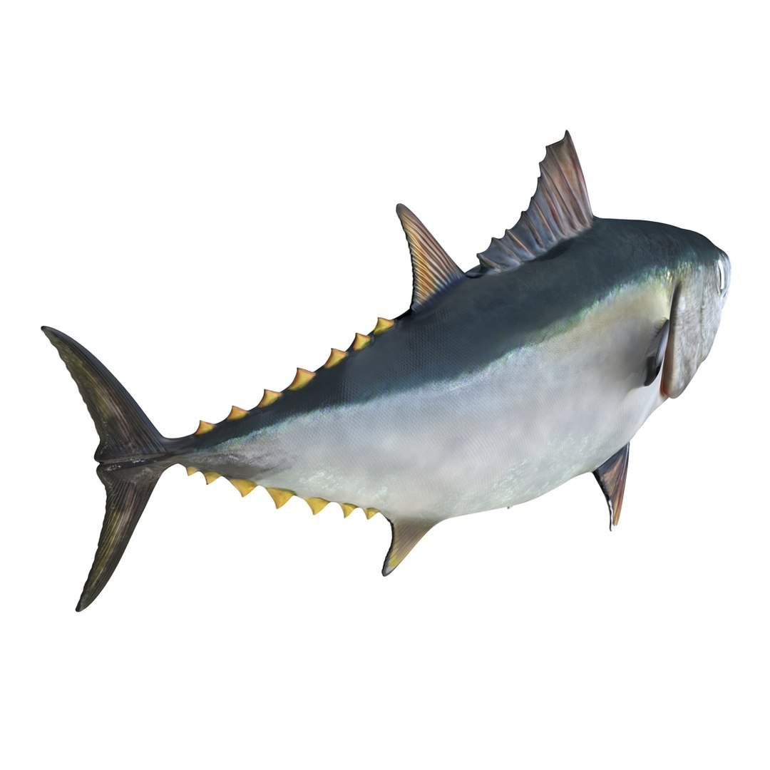 tuna fish pose 2 3d model https://p.turbosquid.com/ts-thumb/19/Cbh1k9/5Pa0ykM4/tunafish3ds3dmodel06/jpg/1461569253/1920x1080/fit_q87/293d92ba38c19b2c78f1cafcc317504566b5875d/tunafish3ds3dmodel06.jpg