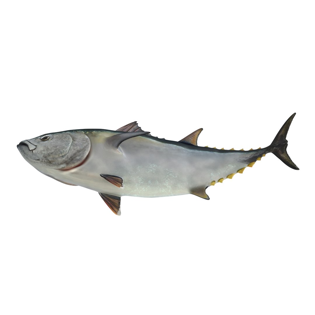 tuna fish pose 2 3d model https://p.turbosquid.com/ts-thumb/19/Cbh1k9/5zBTx4Jj/tunafish3ds3dmodel08/jpg/1461569253/1920x1080/fit_q87/4f62eebbfa78bf503d8d481fa8e4f0ffce5a0647/tunafish3ds3dmodel08.jpg
