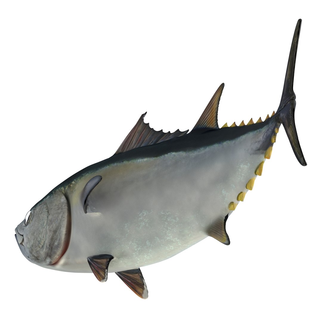 tuna fish pose 2 3d model https://p.turbosquid.com/ts-thumb/19/Cbh1k9/82PVlZBz/tunafish3ds3dmodel19/jpg/1461569254/1920x1080/fit_q87/19210cead959ee9b7728606f8f62b8882575dc72/tunafish3ds3dmodel19.jpg