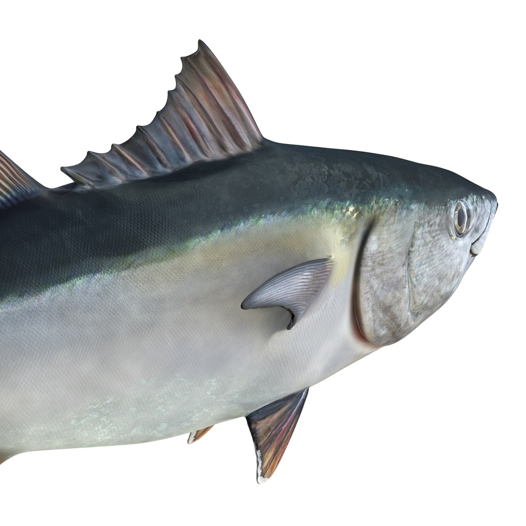 tuna fish pose 2 3d model https://p.turbosquid.com/ts-thumb/19/Cbh1k9/9qixWaoZ/tunafish3ds3dmodel21/jpg/1461569254/1920x1080/fit_q87/8ffb962f271a0adda92767ae2db42b70ee9e1bcd/tunafish3ds3dmodel21.jpg