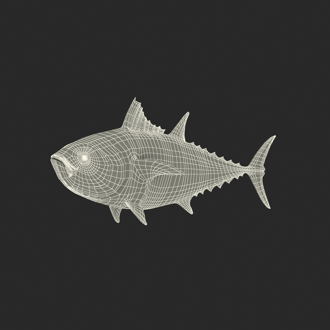 tuna fish pose 2 3d model https://p.turbosquid.com/ts-thumb/19/Cbh1k9/DHcyXu1t/tuna_fish_pose_2_361/jpg/1461653206/1920x1080/turn_fit_q99/e067519af6490cf220e12d98b27b96c46e488c10/tuna_fish_pose_2_361-1.jpg