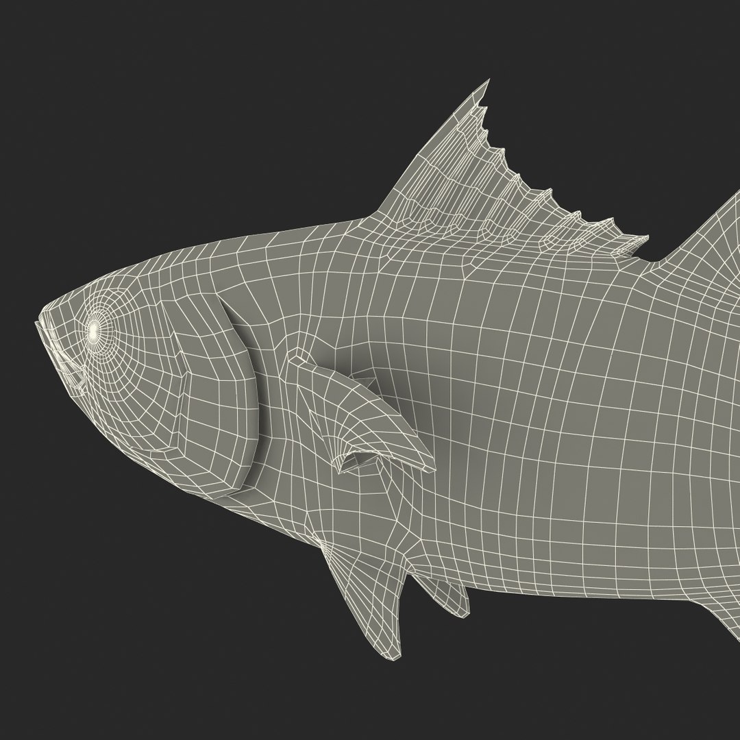 tuna fish pose 2 3d model https://p.turbosquid.com/ts-thumb/19/Cbh1k9/EqqltAiu/tunafish3ds3dmodel40/jpg/1461569255/1920x1080/fit_q87/39b42a761a16ed9b171dd16d36840a259bb6878b/tunafish3ds3dmodel40.jpg