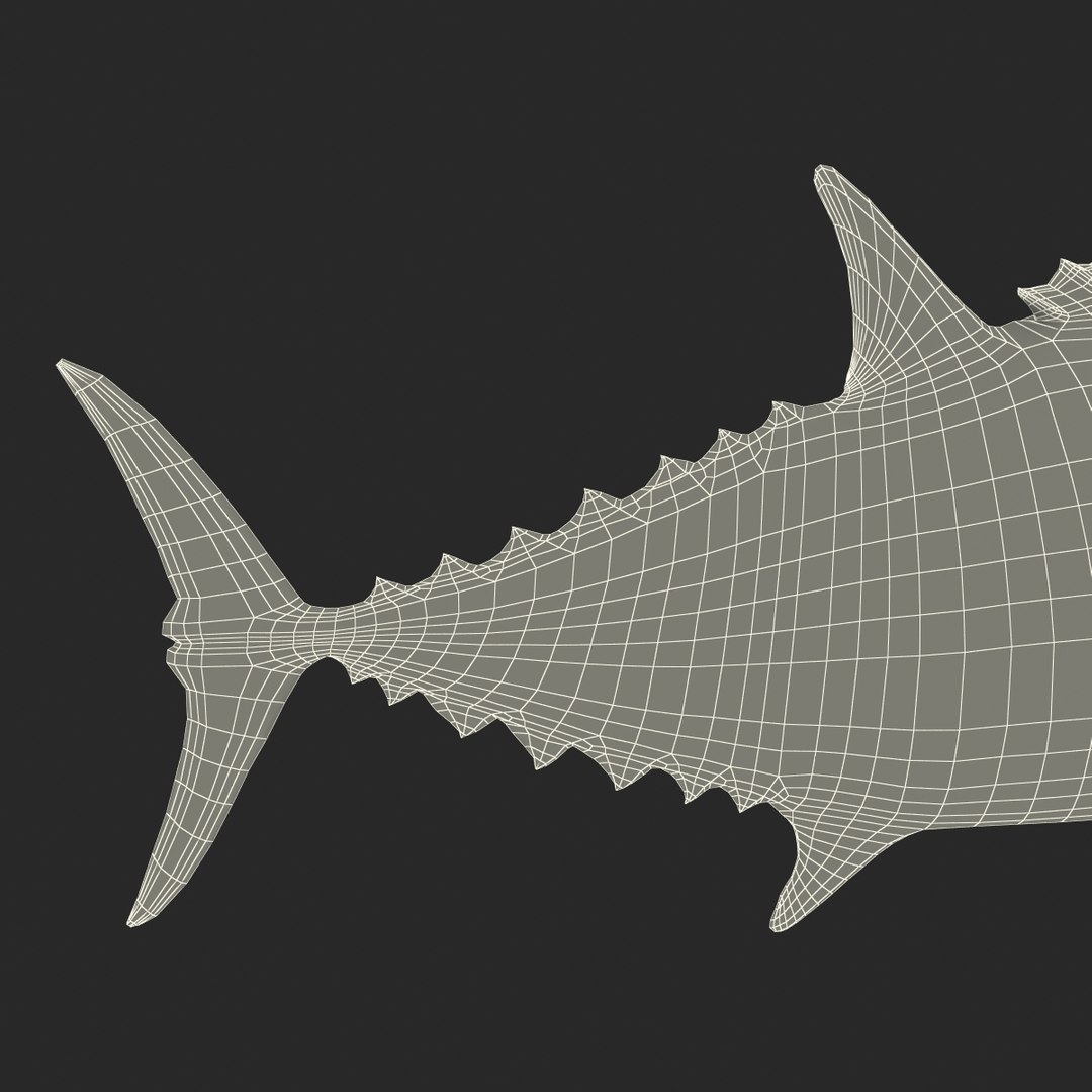 tuna fish pose 2 3d model https://p.turbosquid.com/ts-thumb/19/Cbh1k9/MYY7lS5O/tunafish3ds3dmodel45/jpg/1461569256/1920x1080/fit_q87/1ae656a18d4fcee898a91b17159a9f0d8353ea0f/tunafish3ds3dmodel45.jpg