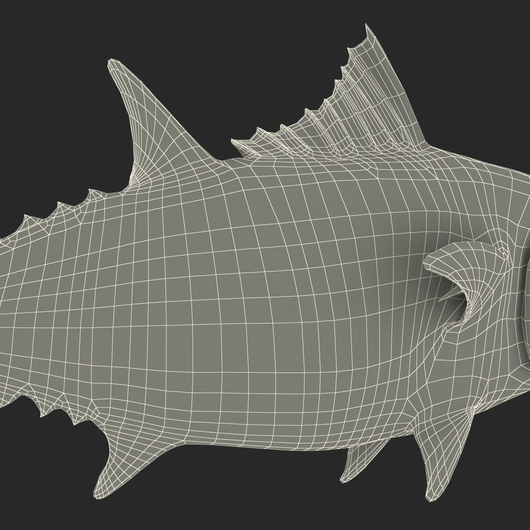tuna fish pose 2 3d model https://p.turbosquid.com/ts-thumb/19/Cbh1k9/P73jMqxK/tunafish3ds3dmodel42/jpg/1461569255/1920x1080/fit_q87/3dc4ead210885551a6452d72d13b0405da280b4b/tunafish3ds3dmodel42.jpg