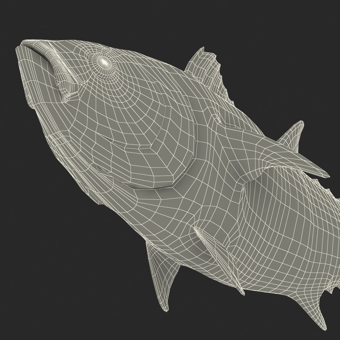 tuna fish pose 2 3d model https://p.turbosquid.com/ts-thumb/19/Cbh1k9/RQbZy0Hj/tunafish3ds3dmodel43/jpg/1461569255/1920x1080/fit_q87/4e7ef6b2200adaf4288c7677a7bcf32c0e2a951a/tunafish3ds3dmodel43.jpg
