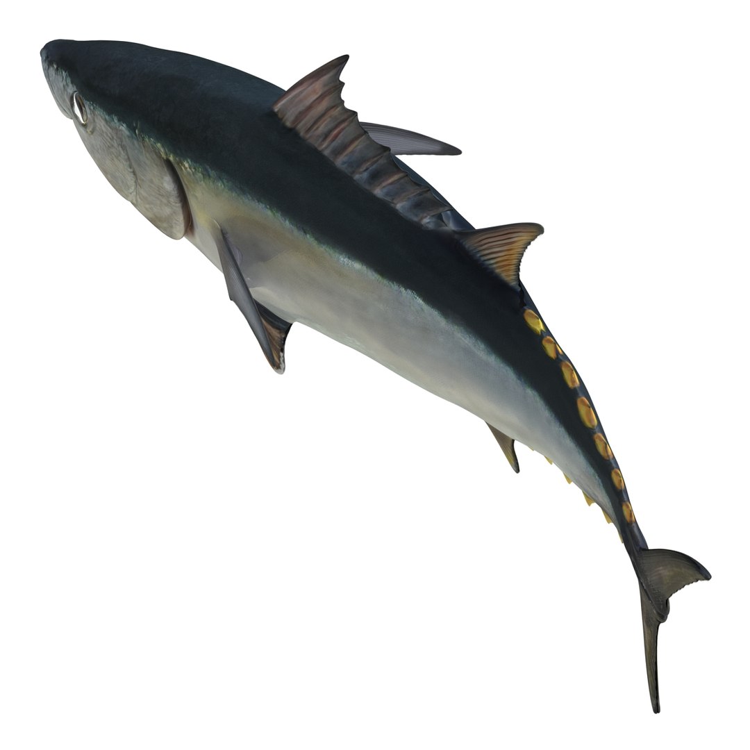 tuna fish pose 2 3d model https://p.turbosquid.com/ts-thumb/19/Cbh1k9/RkxZen7W/tunafish3ds3dmodel15/jpg/1461569254/1920x1080/fit_q87/6ffcd57006b3d9f1fcfc7eda34729589102ea5ff/tunafish3ds3dmodel15.jpg