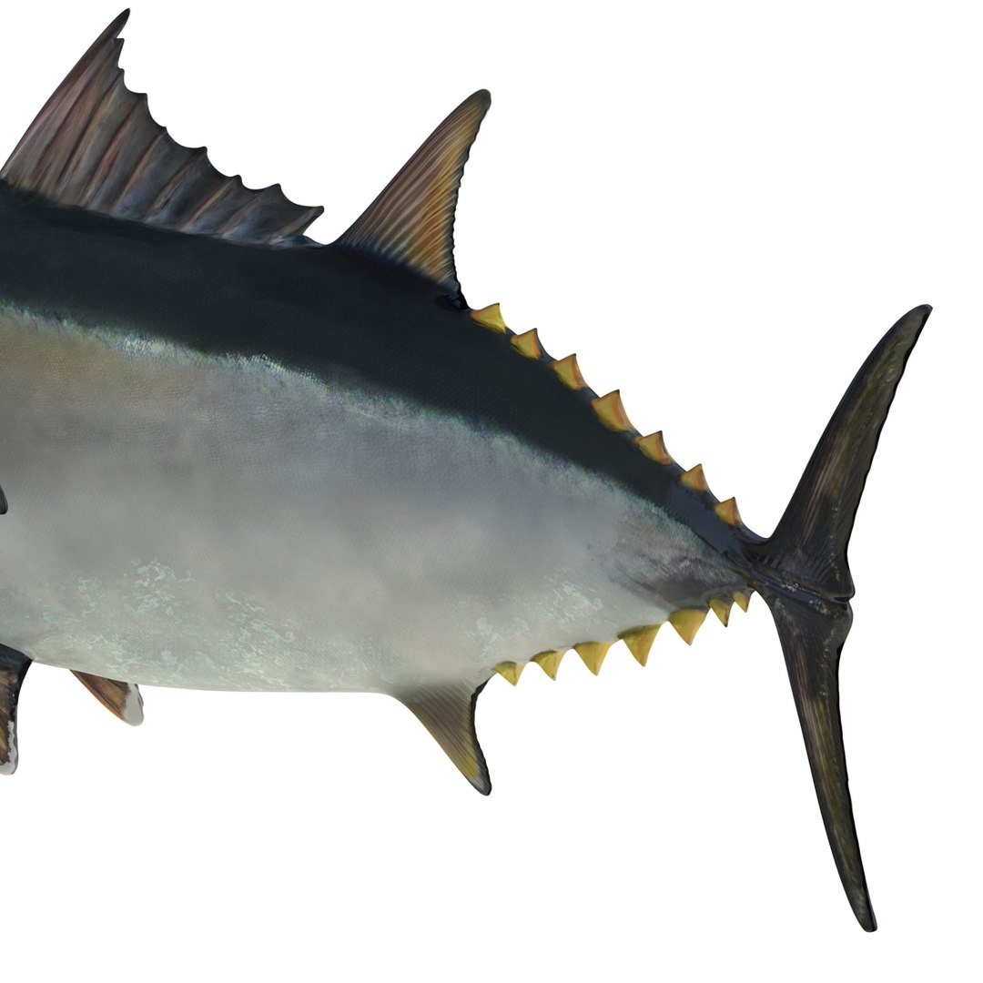 tuna fish pose 2 3d model https://p.turbosquid.com/ts-thumb/19/Cbh1k9/Su9mjlAy/tunafish3ds3dmodel25/jpg/1461569254/1920x1080/fit_q87/bfb993b7dc7dcae464746ca0e4b9f8875f04fcbb/tunafish3ds3dmodel25.jpg