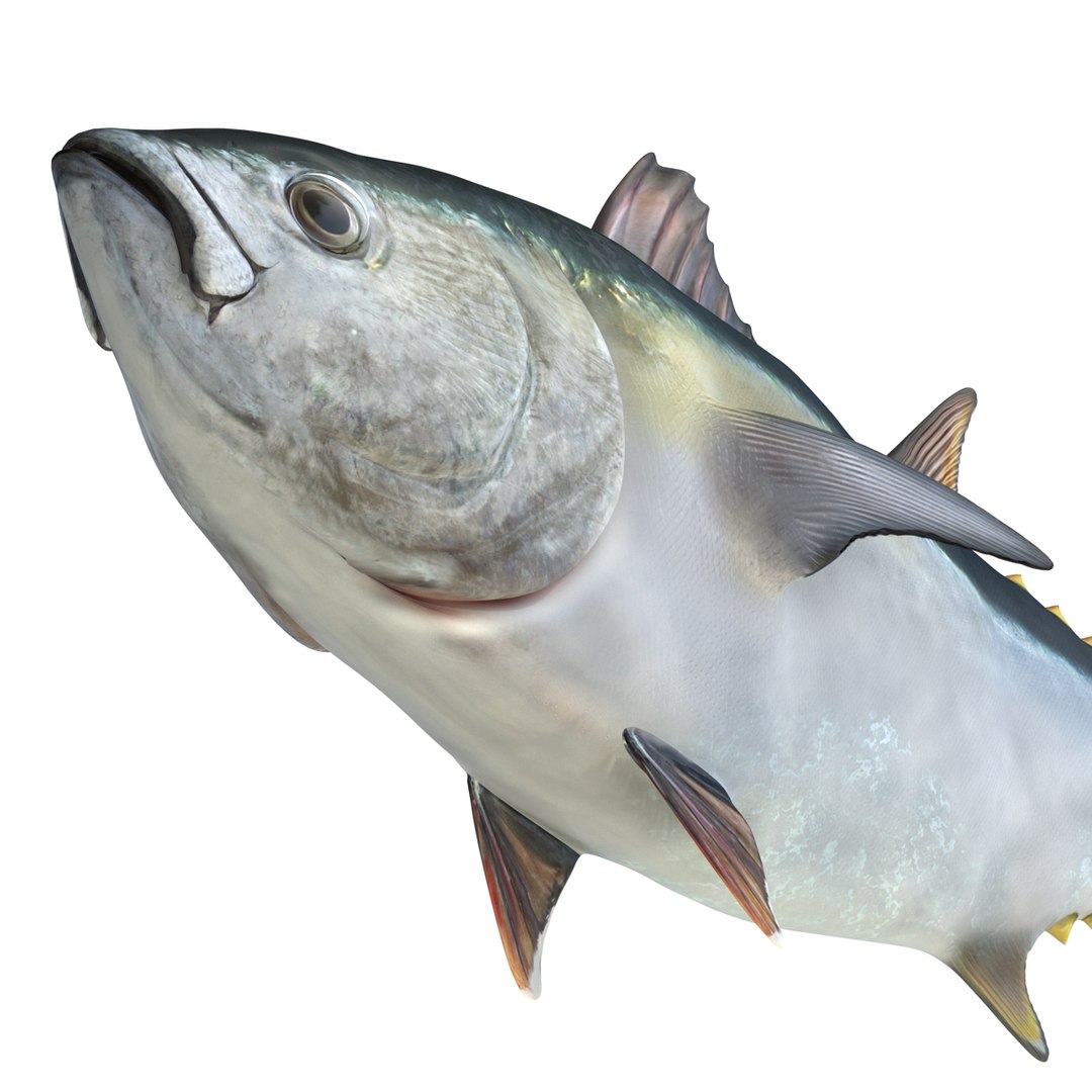 tuna fish pose 2 3d model https://p.turbosquid.com/ts-thumb/19/Cbh1k9/VSUJgMln/tunafish3ds3dmodel22/jpg/1461569254/1920x1080/fit_q87/eec933c8f27ac781acb5953809325a83352049f5/tunafish3ds3dmodel22.jpg