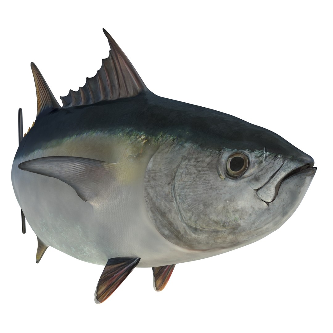 tuna fish pose 2 3d model https://p.turbosquid.com/ts-thumb/19/Cbh1k9/YwRqPiUR/tunafish3ds3dmodel12/jpg/1461569253/1920x1080/fit_q87/75f2b3eba90636df0df151a1b154d7ead6ddcef0/tunafish3ds3dmodel12.jpg