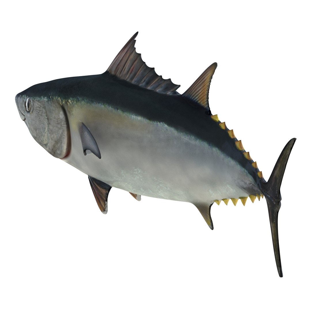 tuna fish pose 2 3d model https://p.turbosquid.com/ts-thumb/19/Cbh1k9/ZSAP6p0i/tunafish3ds3dmodel05/jpg/1461569253/1920x1080/fit_q87/5d74fa82b9977779b86306cc2e24b26b79d8bd3c/tunafish3ds3dmodel05.jpg