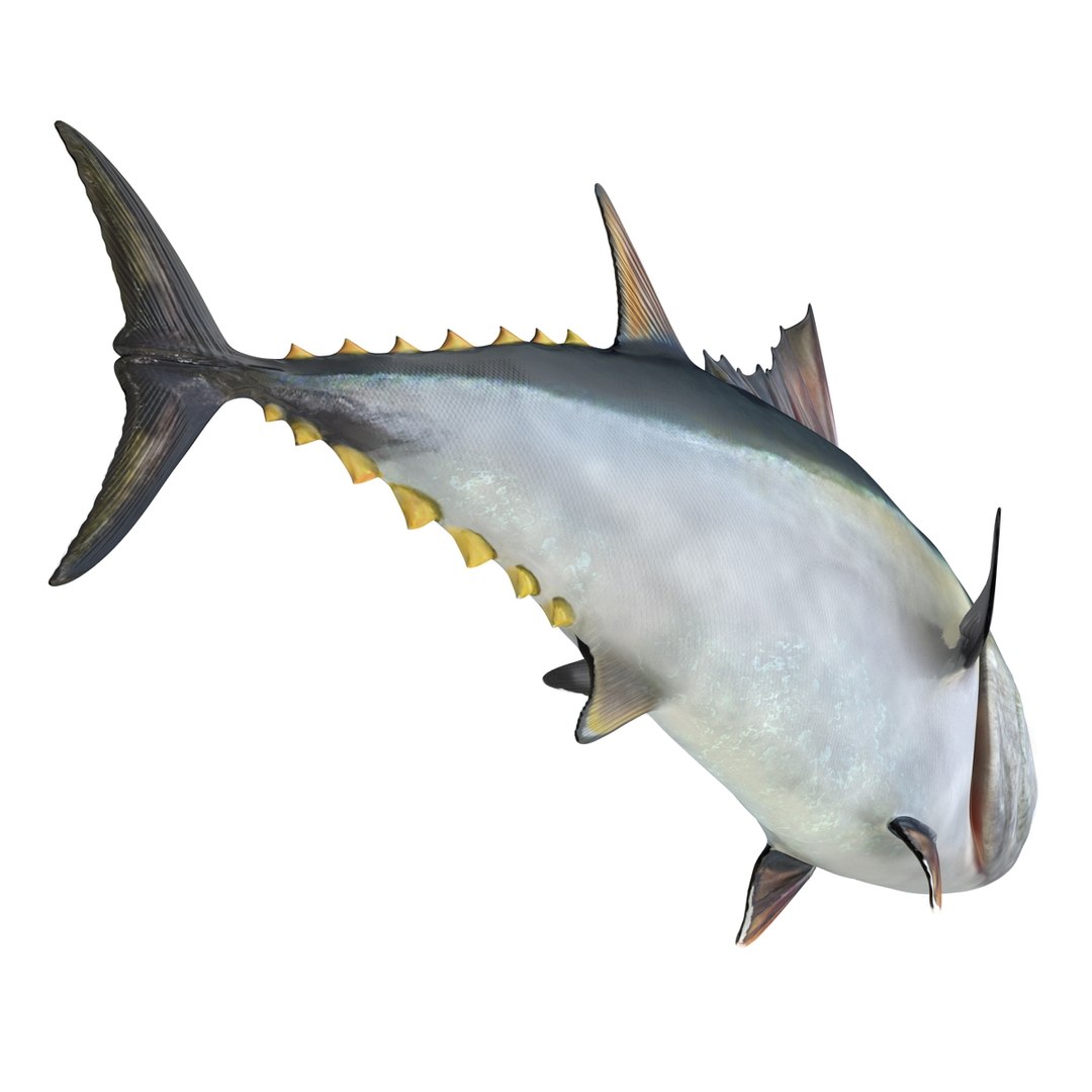 tuna fish pose 2 3d model https://p.turbosquid.com/ts-thumb/19/Cbh1k9/av7ZC8Wx/tunafish3ds3dmodel18/jpg/1461569254/1920x1080/fit_q87/0a48a490a5a9ac29b3814202bbcde7ace1f5788c/tunafish3ds3dmodel18.jpg