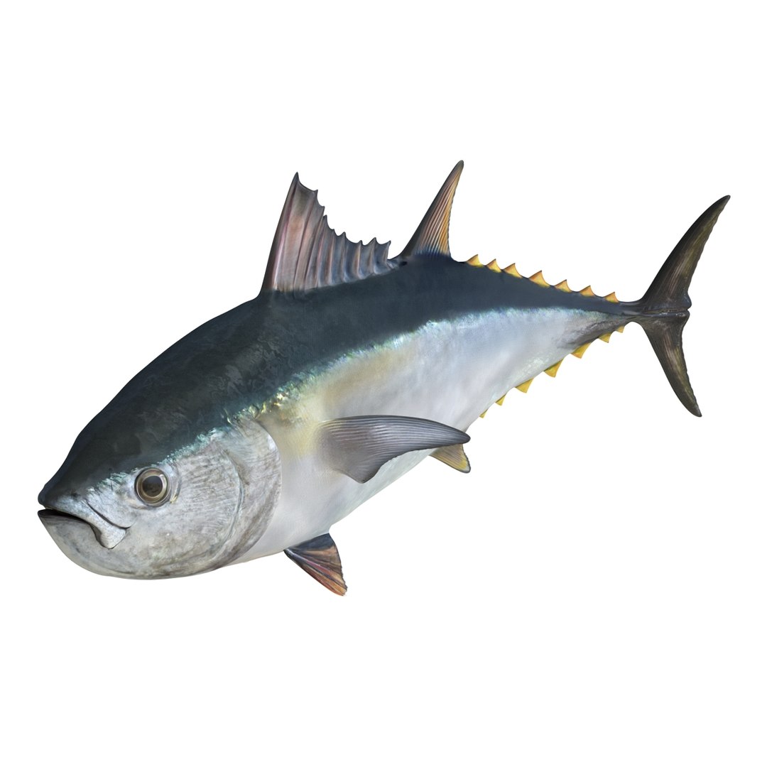 tuna fish pose 2 3d model https://p.turbosquid.com/ts-thumb/19/Cbh1k9/c2ZZDZ4f/tunafish3ds3dmodel04/jpg/1461569253/1920x1080/fit_q87/b003b9e85ea1534249ddd34182ad91e56857f31d/tunafish3ds3dmodel04.jpg