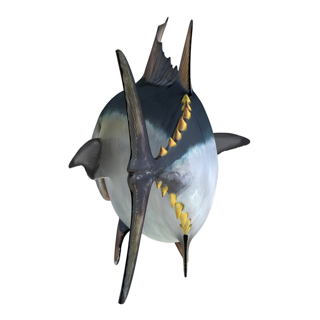 tuna fish pose 2 3d model https://p.turbosquid.com/ts-thumb/19/Cbh1k9/cVgwq3Z3/tunafish3ds3dmodel11/jpg/1461569253/1920x1080/fit_q87/750d9919c5c9e8e7c66ff47501396d53f141eb99/tunafish3ds3dmodel11.jpg